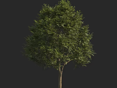 Green Leafy Arbor With Dense Canopy And Straight Trunk Isolated On Black 3d model
