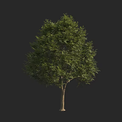 Green Leafy Arbor With Dense Canopy And Straight Trunk Isolated On Black 3d model