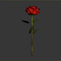 Vibrant Red Rose Plant With Green Leaves And Stem On Gray Background