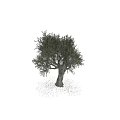 Isolated Olive Tree Featuring Textured Trunk And Lush Foliage In Natural Form
