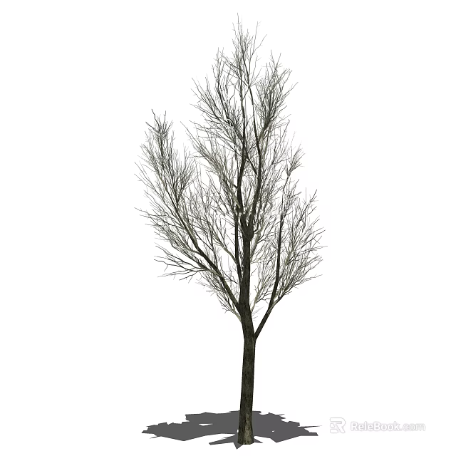 Isolated Tall Arbor With Slender Trunk And Bare Branches Against White Background 3d model 