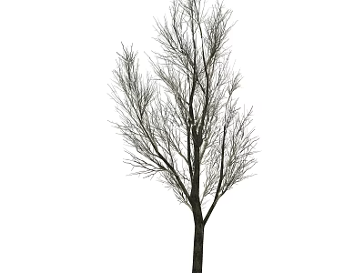 Isolated Tall Arbor With Slender Trunk And Bare Branches Against White Background 3d model