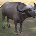 Gray Water Buffalo Standing On Green Grass With Large Curved Horns