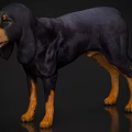 Black And Tan Dog With Floppy Ears Standing On Shiny Black Background