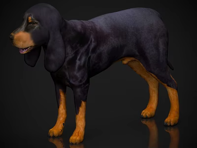 Black And Tan Dog With Floppy Ears Standing On Shiny Black Background 3d model