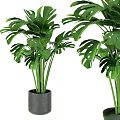 Lush Green Potted Plants with Monstera Leaves in Gray Pots for Indoor Home Decor