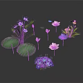 Vibrant Water Plants Featuring Pink Purple Lotus Yellow Flowers Green Leaves And Hydrangea