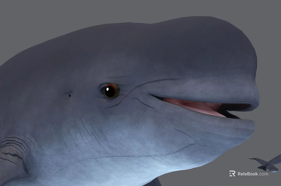 Detailed Gray Whale Head Closeup With Open Mouth And Black Eyes 3d model 