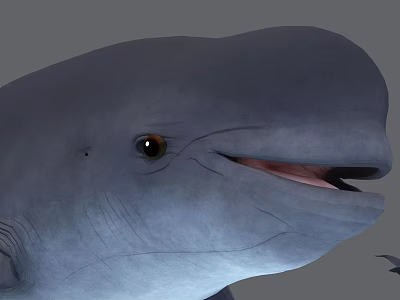 Detailed Gray Whale Head Closeup With Open Mouth And Black Eyes 3d model