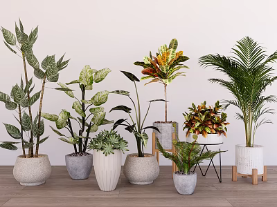 Various Leafy Potted Plants With Different Ceramic Pots For Indoor Home Decor 3d model
