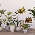 Various Leafy Potted Plants With Different Ceramic Pots For Indoor Home Decor