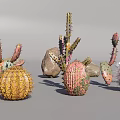 Various Types Of Succulent Plants And Cacti With Stones For Indoor Decor
