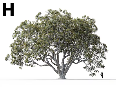 Tall Massive Tree With Lush Foliage Thick Trunk And Person Standing Nearby 3d model