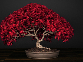 New Chinese Bonsai 3d model