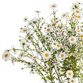 Elegant Decorative Ornament Set with Fresh White Daisies in Silver Striped Vase