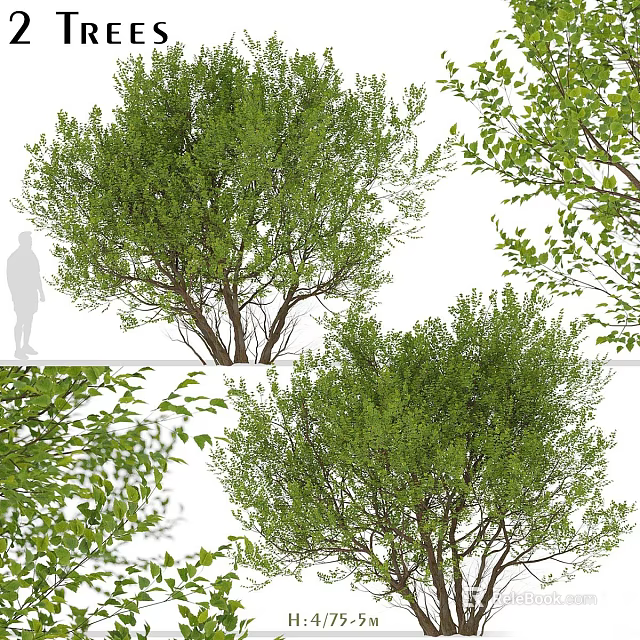 Green Leafy Shrubs With Different Views Showing Natural Growth And Leaf Details 3d model 