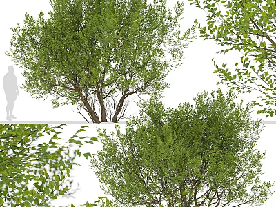 Green Leafy Shrubs With Different Views Showing Natural Growth And Leaf Details 3d model