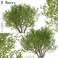 Modern Landscape Trees Poplar Maple Pine Trees Big Trees Tropical Trees 3d model