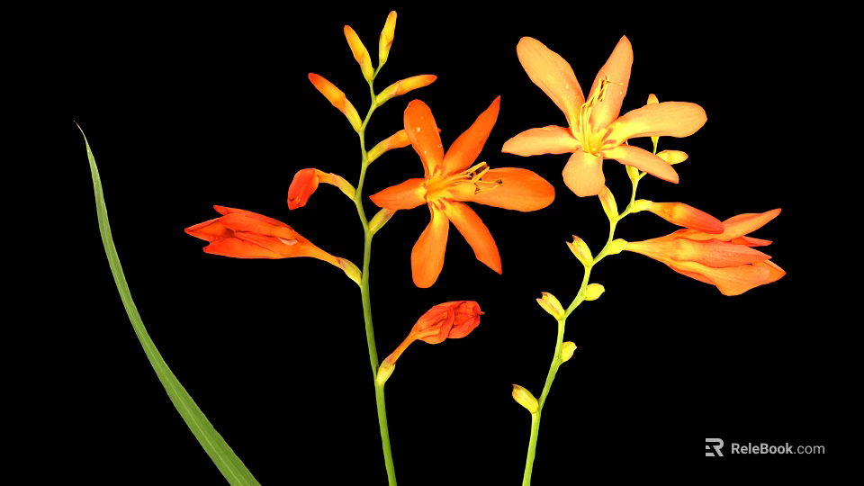 Vibrant Orange Flowers With Green Leaves And Buds On Black Background 3d model 