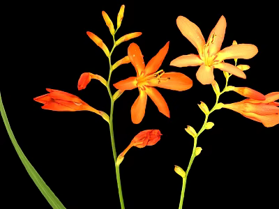 Vibrant Orange Flowers With Green Leaves And Buds On Black Background 3d model