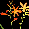 Vibrant Orange Flowers With Green Leaves And Buds On Black Background