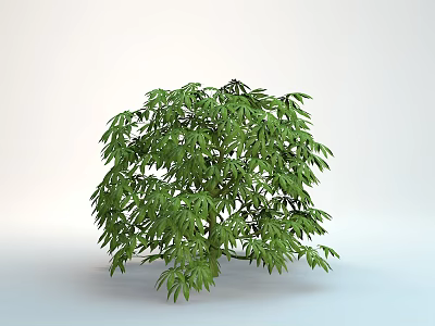 Lush Green Shrub With Dense Vibrant Foliage Isolated On White Background 3d model