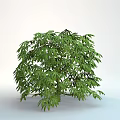 Lush Green Shrub With Dense Vibrant Foliage Isolated On White Background