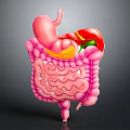 Abdominal Organs 3D Anatomical Model Showing Stomach Liver And Intestines Structure