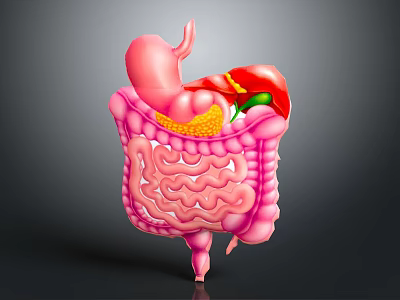 Abdominal Organs 3D Anatomical Model Showing Stomach Liver And Intestines Structure 3d model