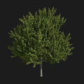 Lush Green Arbor With Dense Foliage And Sturdy Trunk Structure 3d model