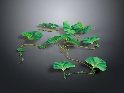 Green Vines Plant With Curved Stems And Many Green Leaves On Dark Background 3d model