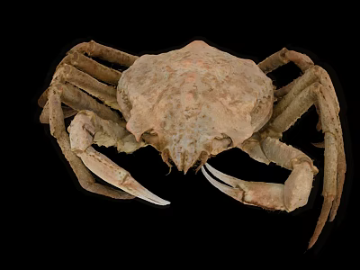 Close Up View Of Brown Crab With Textured Shell Large Claws And Legs 3d model