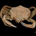 Close Up View Of Brown Crab With Textured Shell Large Claws And Legs