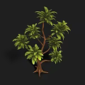 Lush Tree With Green Leaves Brown Trunk And Multiple Branches Against Black Background