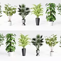 Variety of Bonsai Potted Plants with Different Leaf Types and Stylish Pots