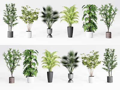 Variety of Bonsai Potted Plants with Different Leaf Types and Stylish Pots 3d model