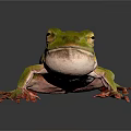 Green Frog With Red Toes On Dark Surface Showing Reflection 3d model