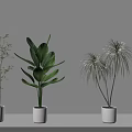 Various Types of Bonsai Potted Plants in White Pots for Indoor Display with Different Foliage