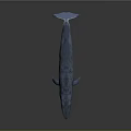Blue Whale 3D Model With Spotted Blue Skin And Open Mouth On Gray Background