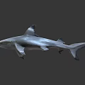 Gray Shark Swimming In Ocean With Sharp Fin And Powerful Tail 3d model