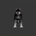 Realistic Standing Dark Gray Wolf 3D Model with White Paws on Gray Background 3d model