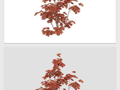 Ornamental Maple Arbor With Vibrant Red Autumn Leaves In Garden Landscape 3d model