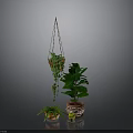 Indoor Plant Arrangement Featuring Hanging Basket Vines And Potted Large Leaf Plants