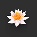 Beautiful White Lotus Flower With White Petals And Yellow Stamens On Black Background
