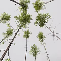 Decorative Tree Ornament Set With Various Green Foliage And Natural Trunk Design