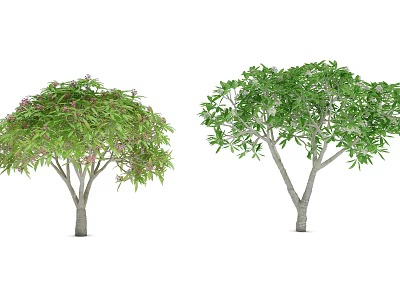 Two Ornamental Trees With Pink Flowers And Green Foliage In Garden View 3d model