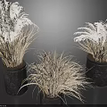 Three Bonsai Potted Plants With Dried Ornamental Grass In Black Metal Planters