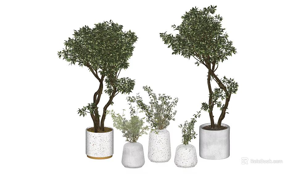 Potted Bonsai Trees In Various Sizes With Green Foliage And Textured White Pots 3d model 
