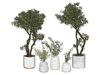 Potted Bonsai Trees In Various Sizes With Green Foliage And Textured White Pots 3d model