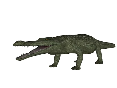 Detailed View Of Aquatic Animal Crocodile With Open Mouth And Scaly Skin Body Structure 3d model